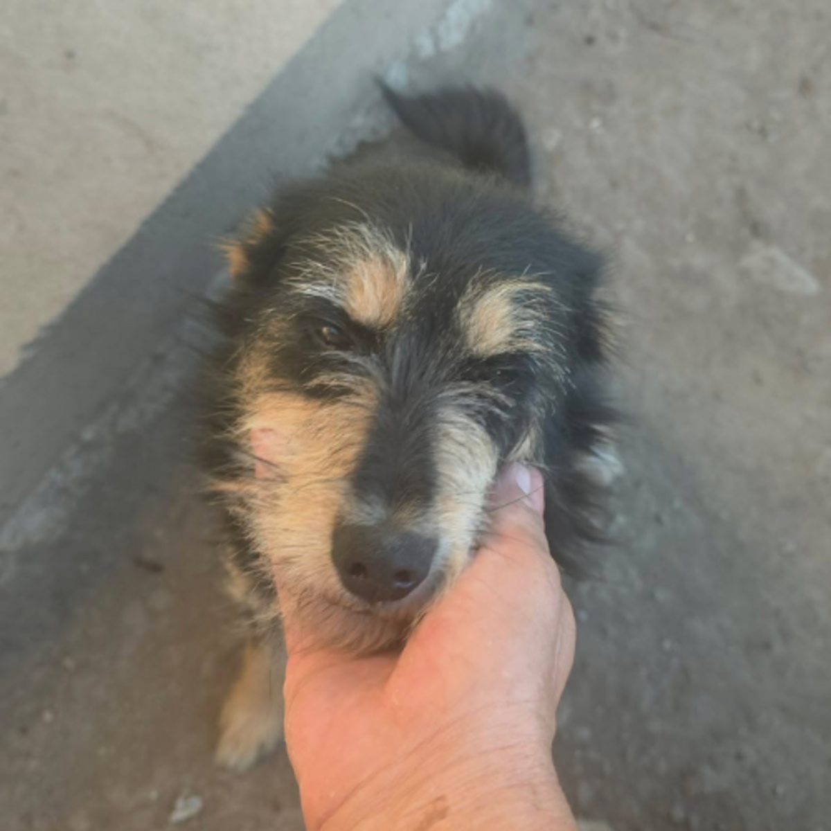 Adoption Canelle