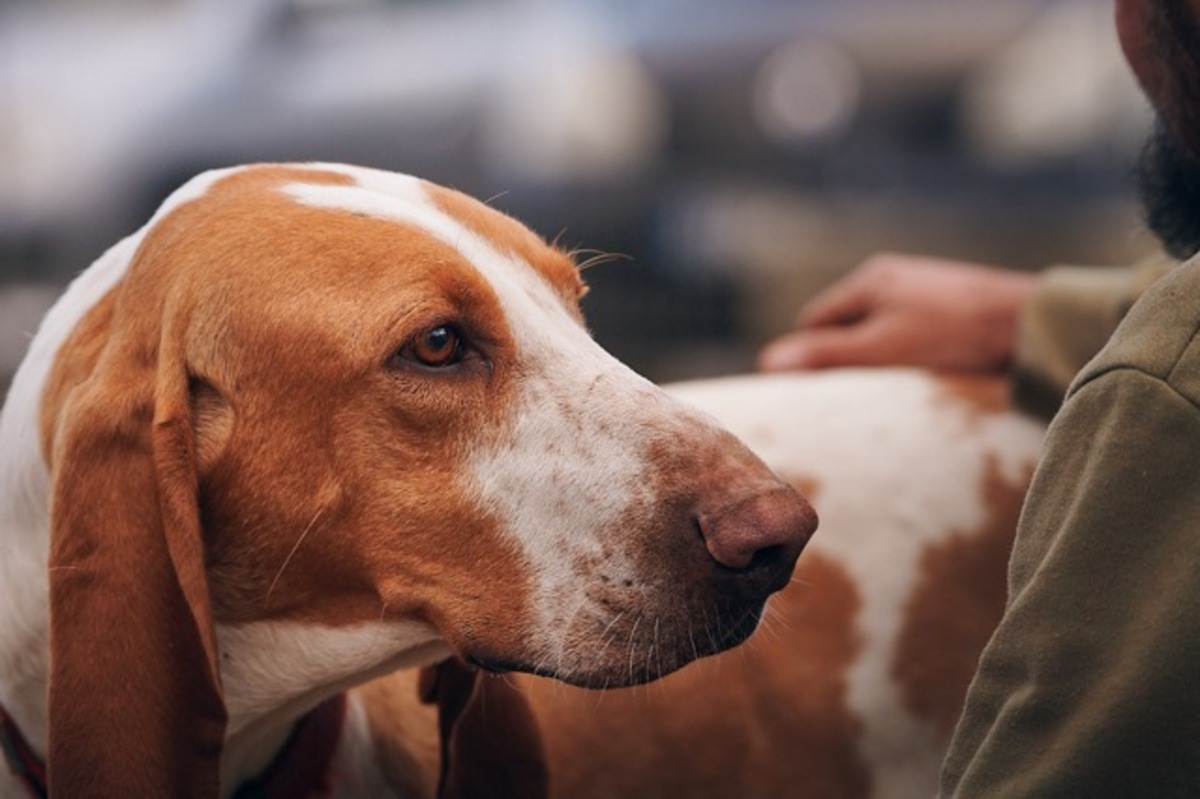 Adoption Ruben