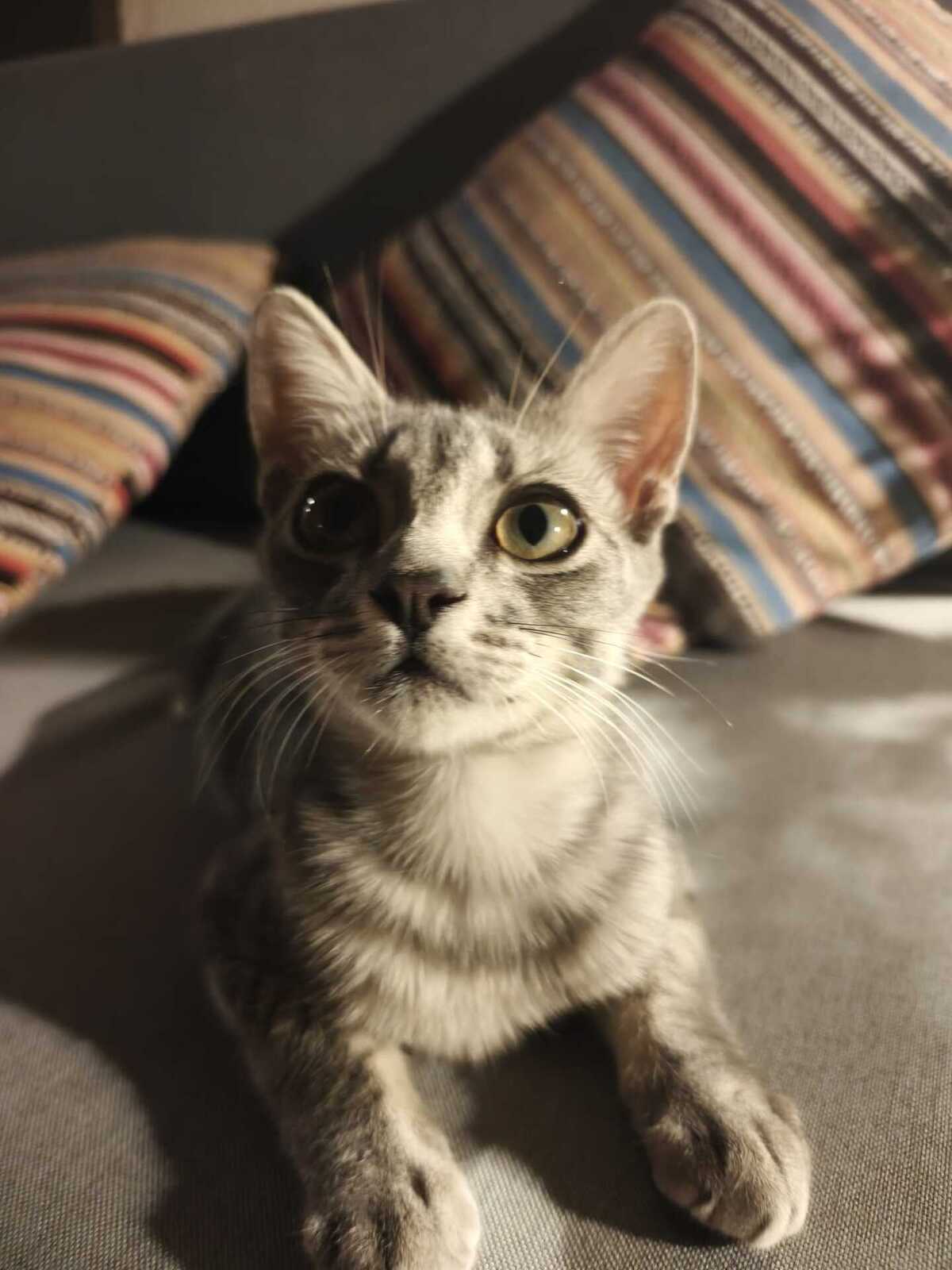 Adoption Benito