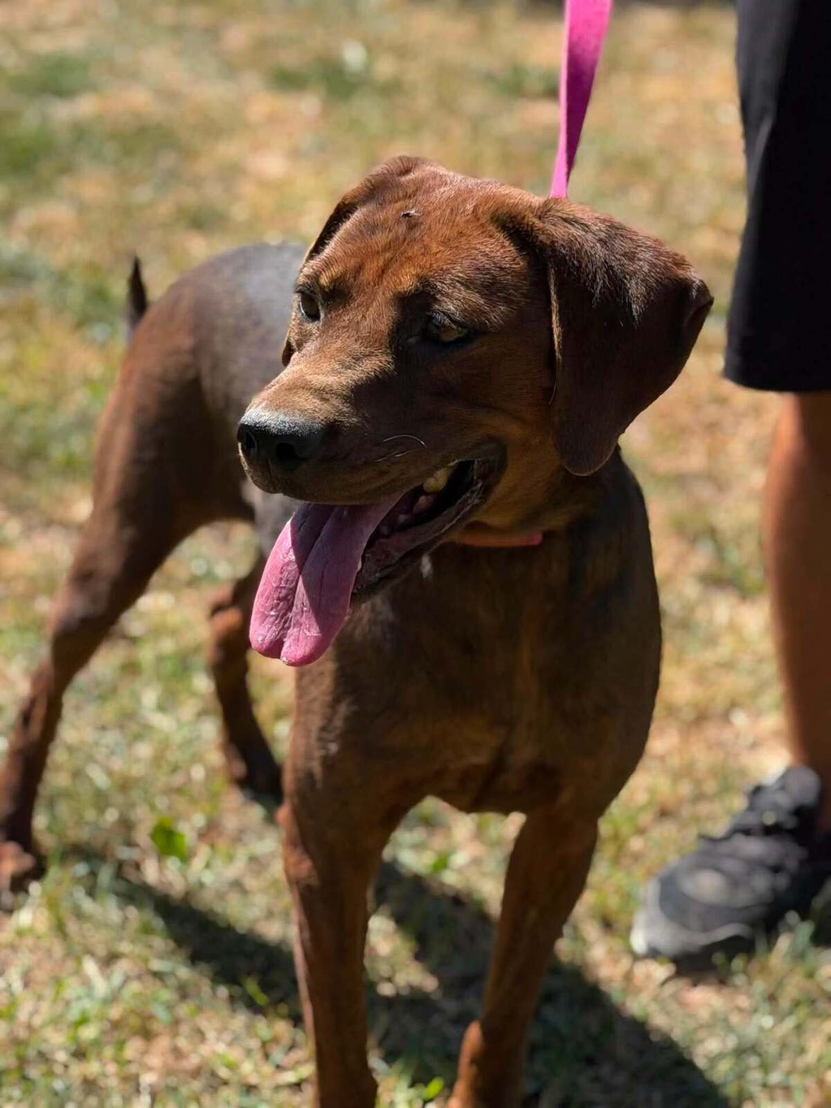 Adoption Mousse