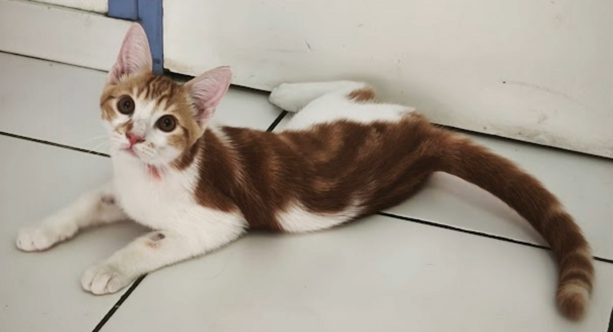 Adoption Kiwi 