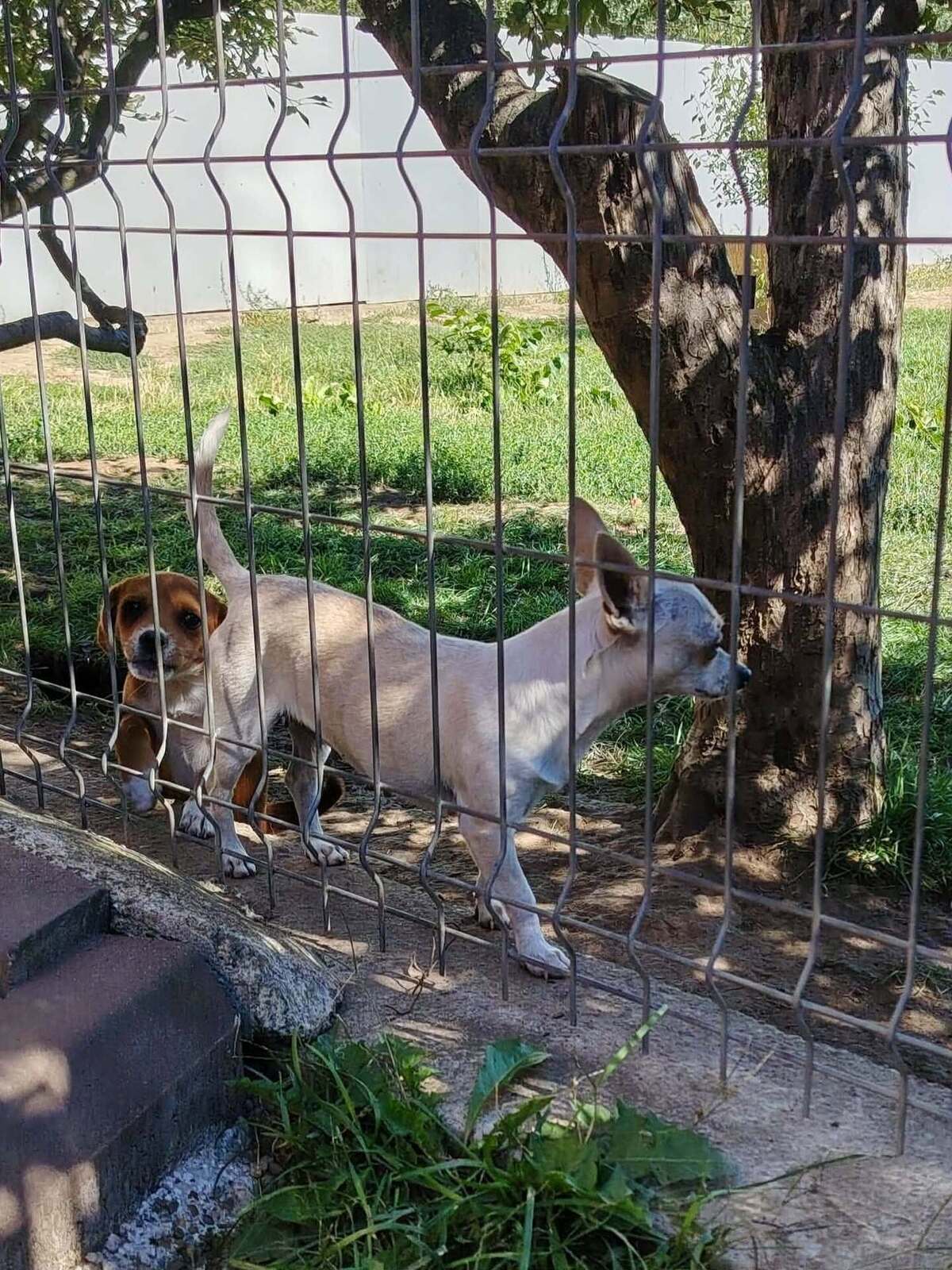 Adoption Lolita
