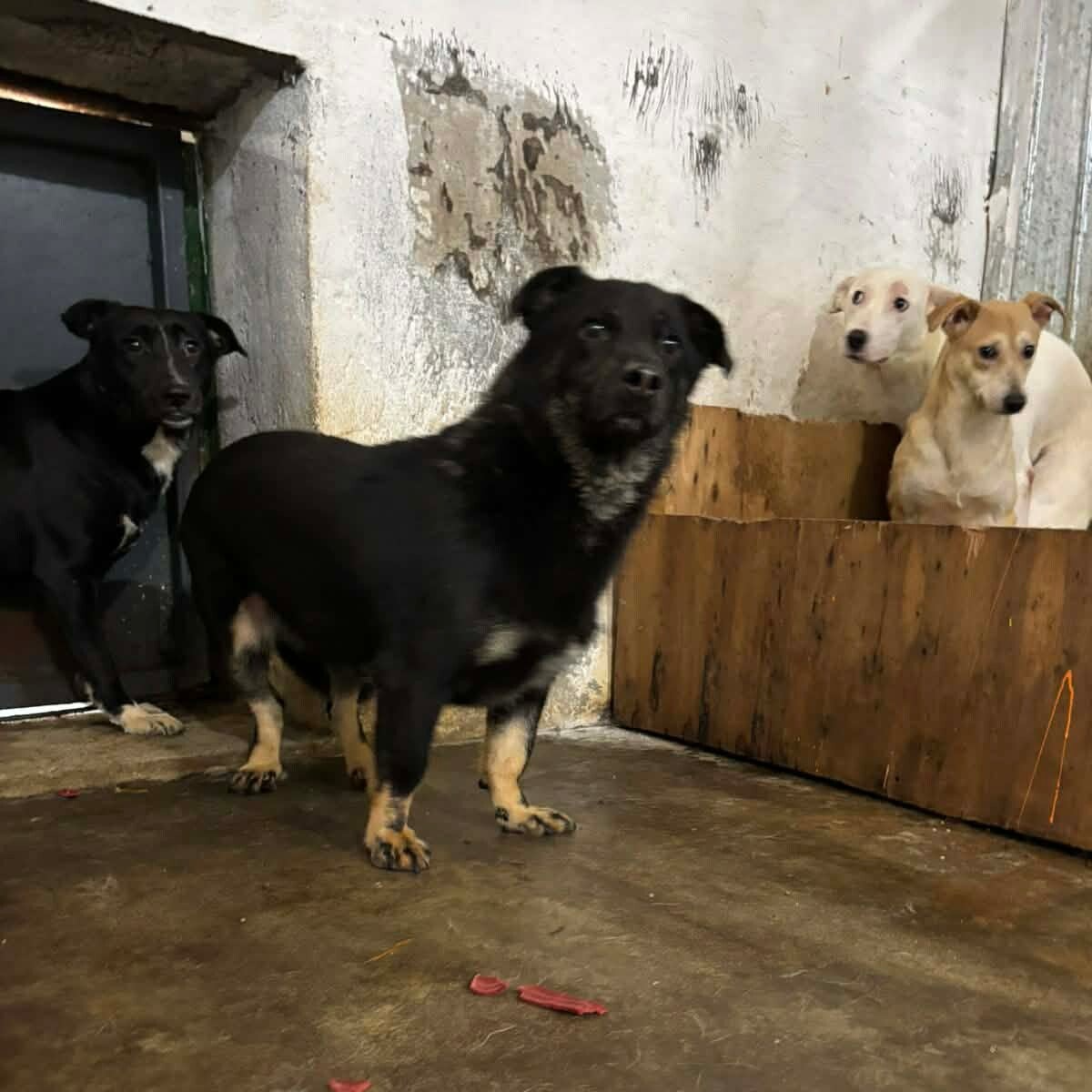 Adoption Tobias