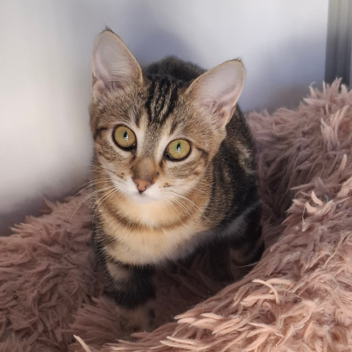 Adoption Brak