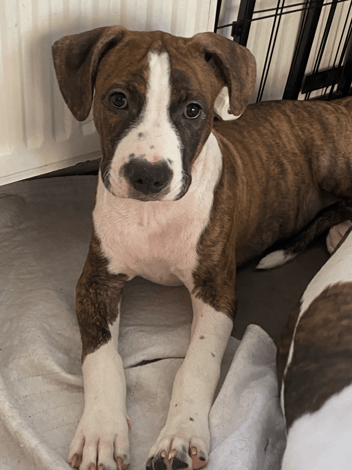 Adoption Brownie