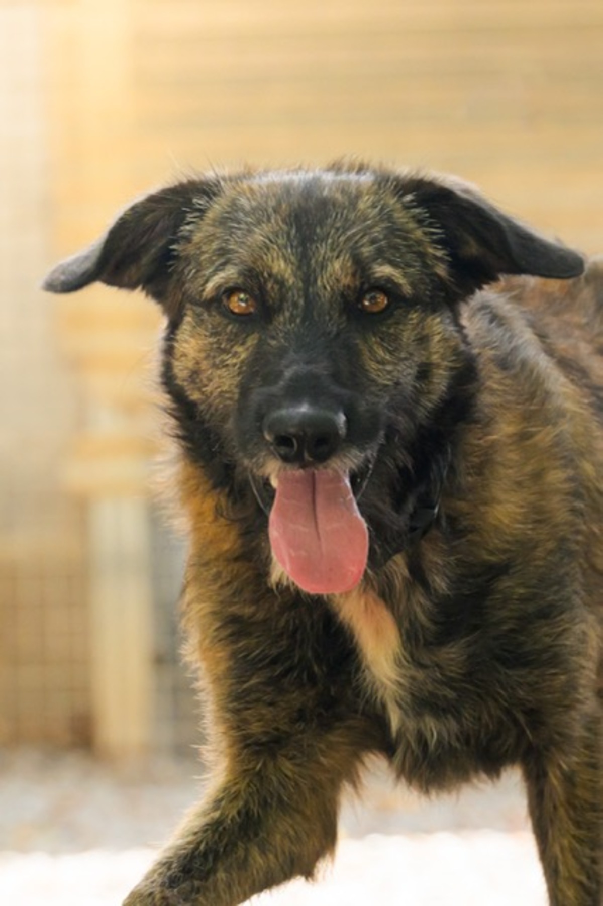 Adoption BOBBY