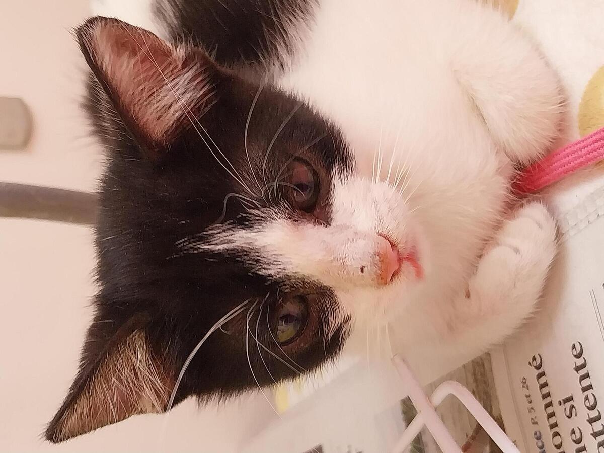Adoption Pixel & Poky