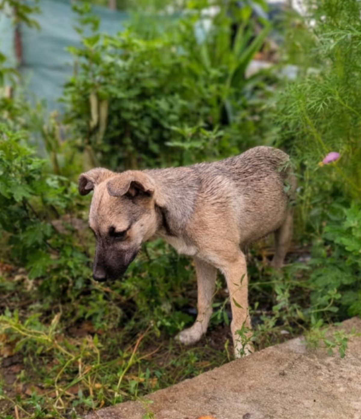 Adoption Andrie