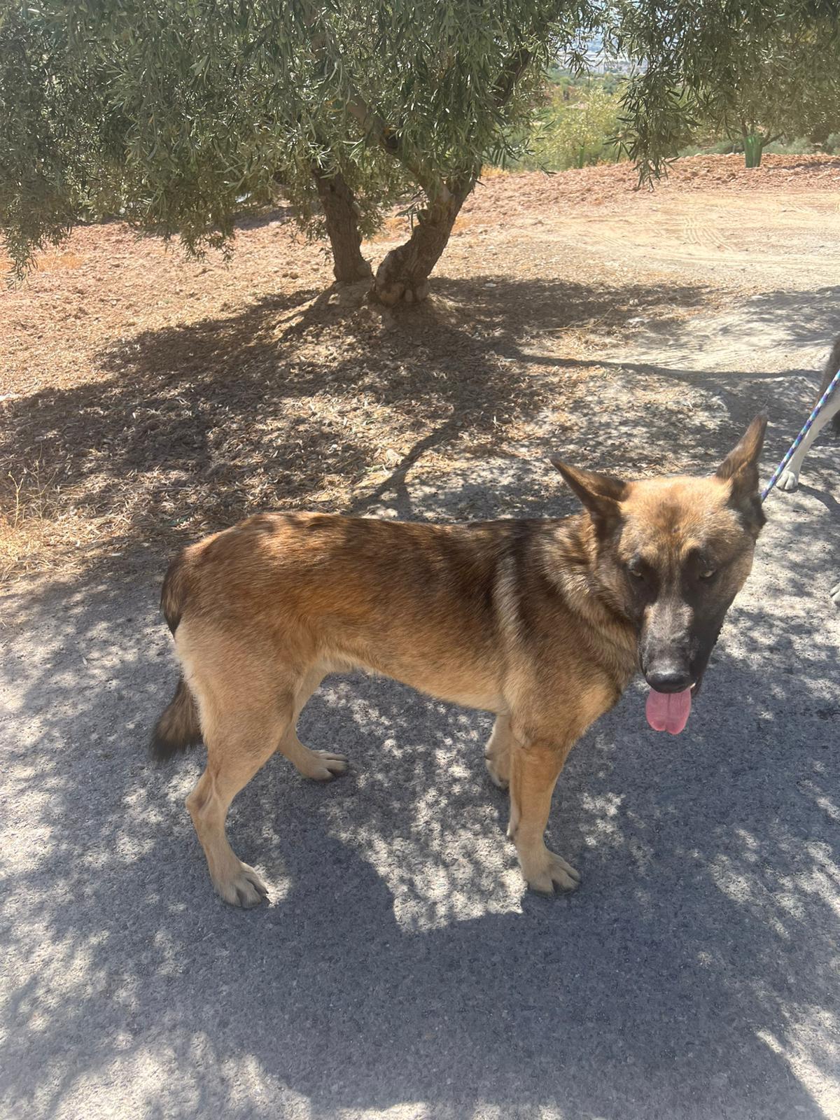 Adoption Nero 