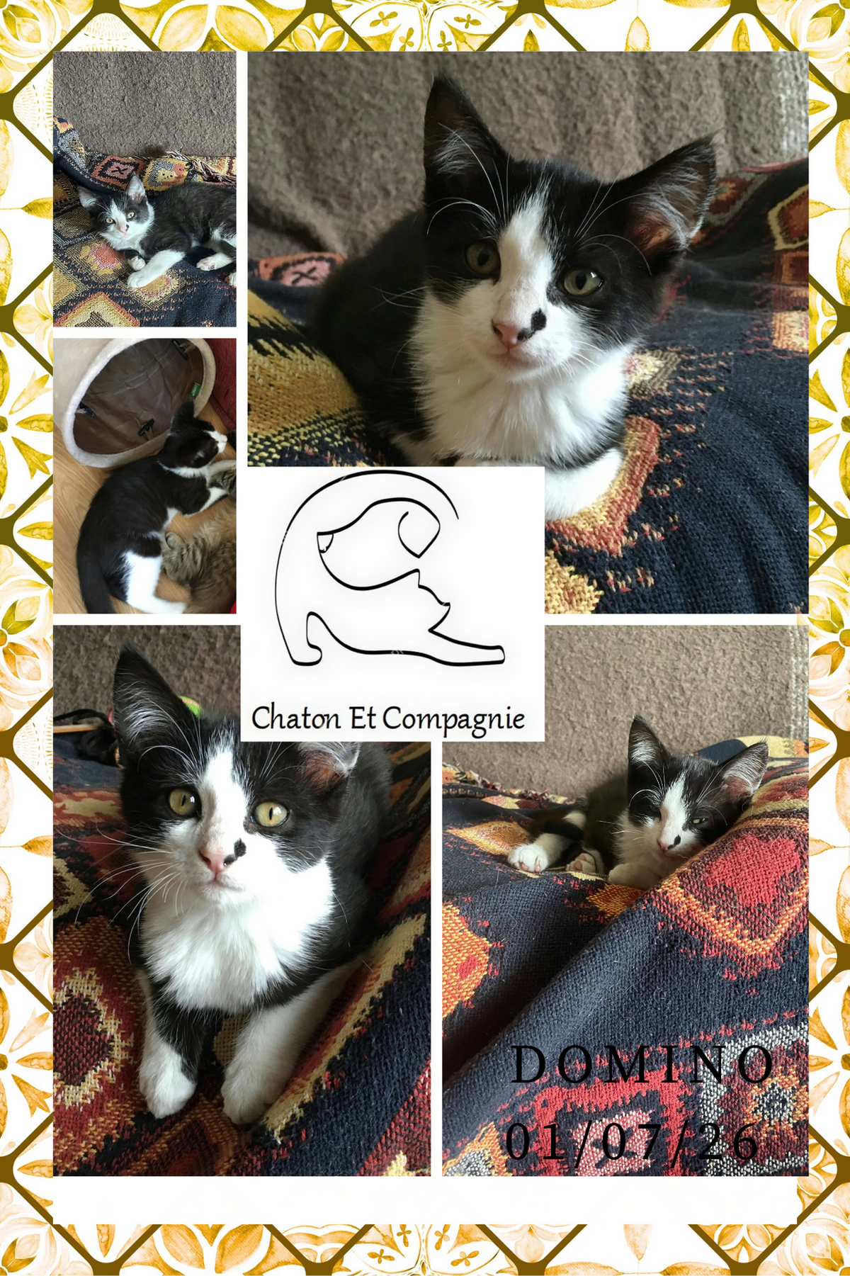 Adoption Domino