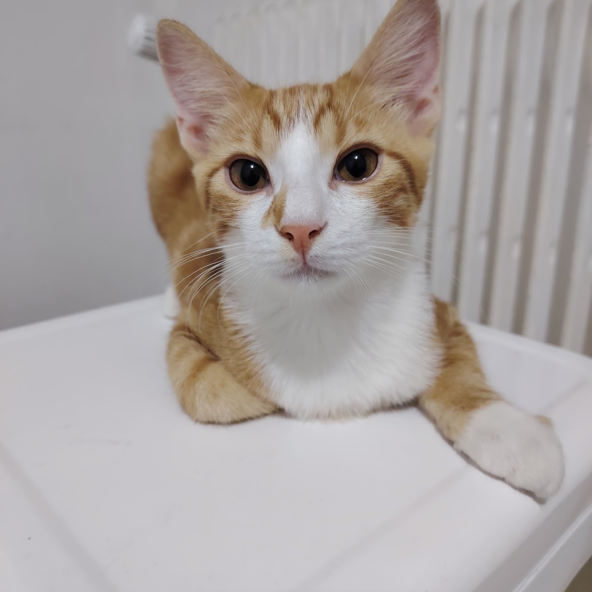 Adoption Fox
