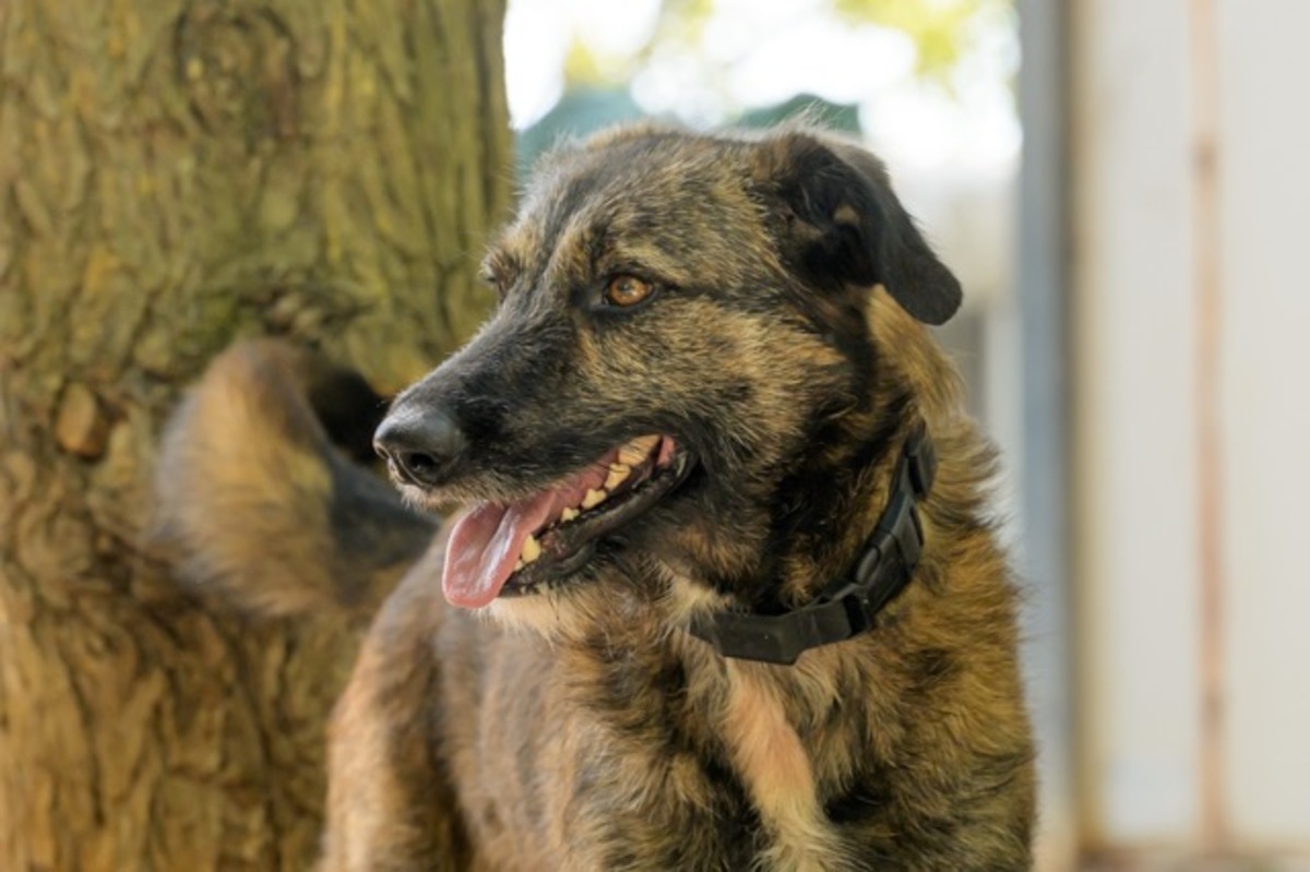 Adoption BOBBY