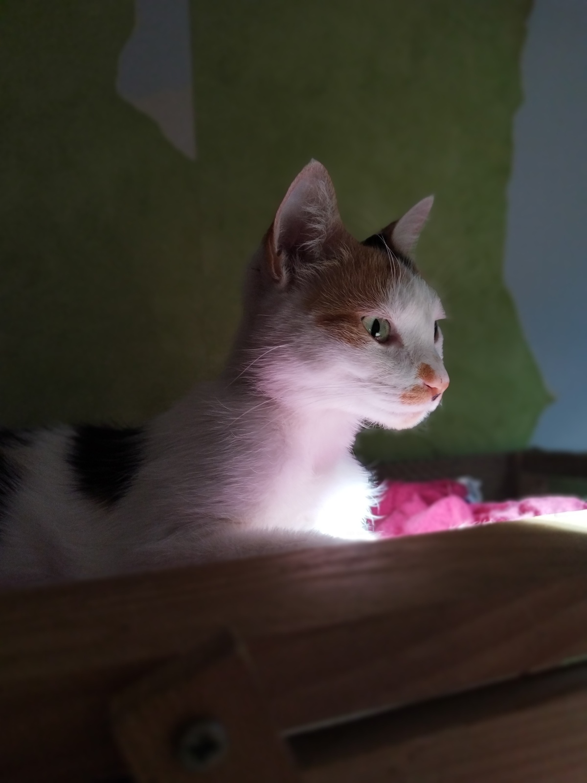 Adoption Nynæve