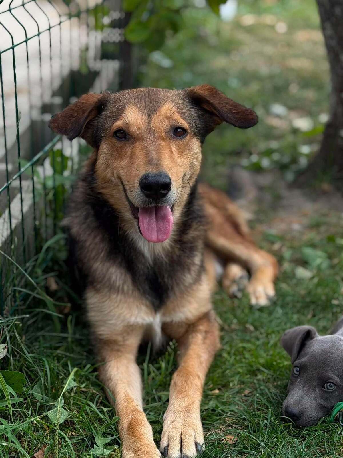 Adoption Kaito
