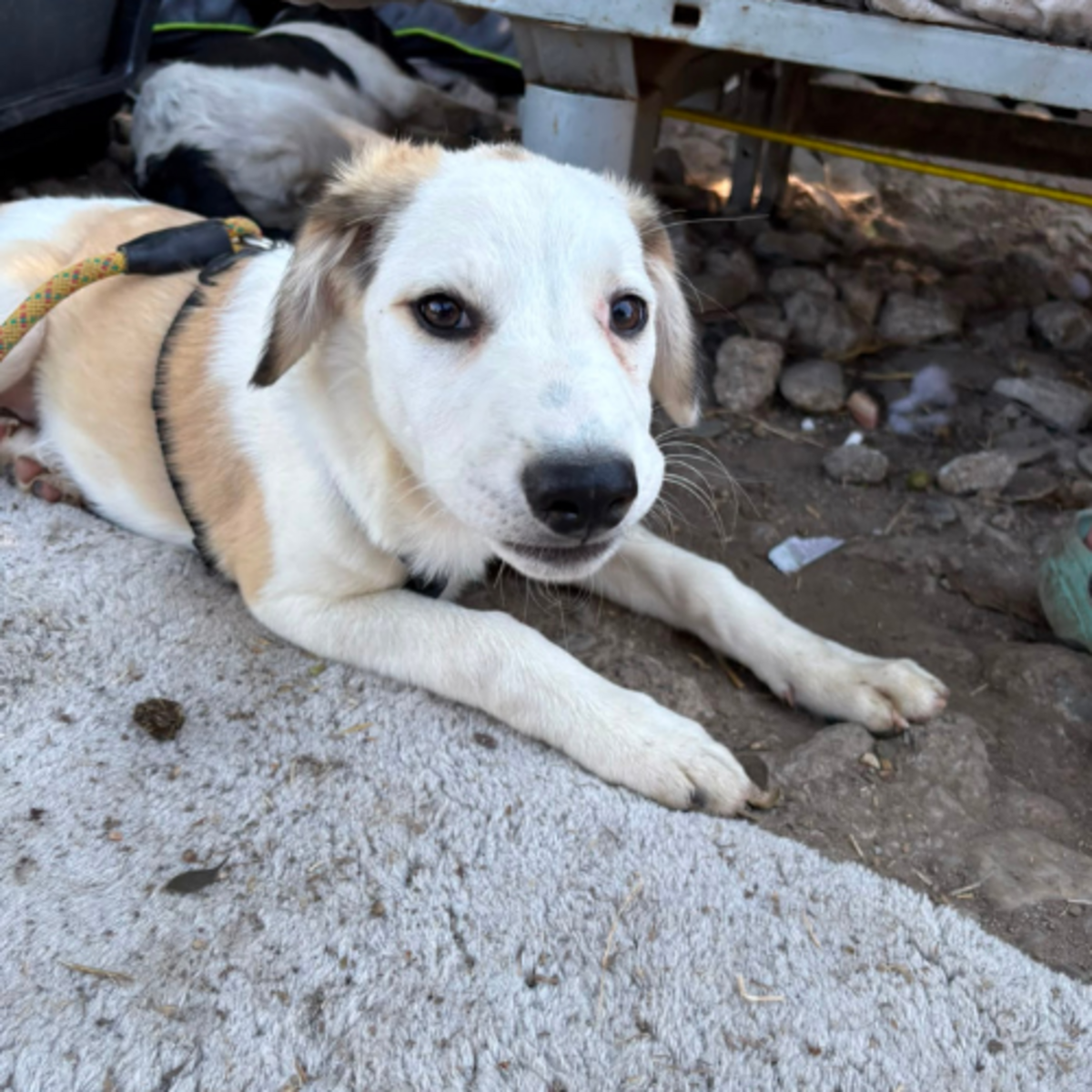 Adoption PIPA