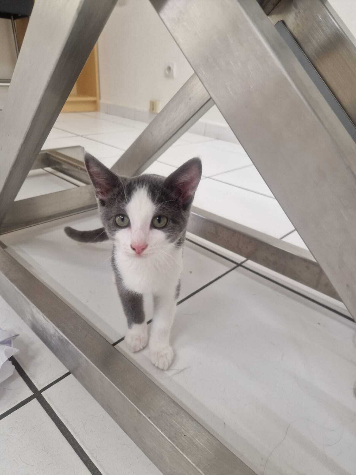 Adoption Lya