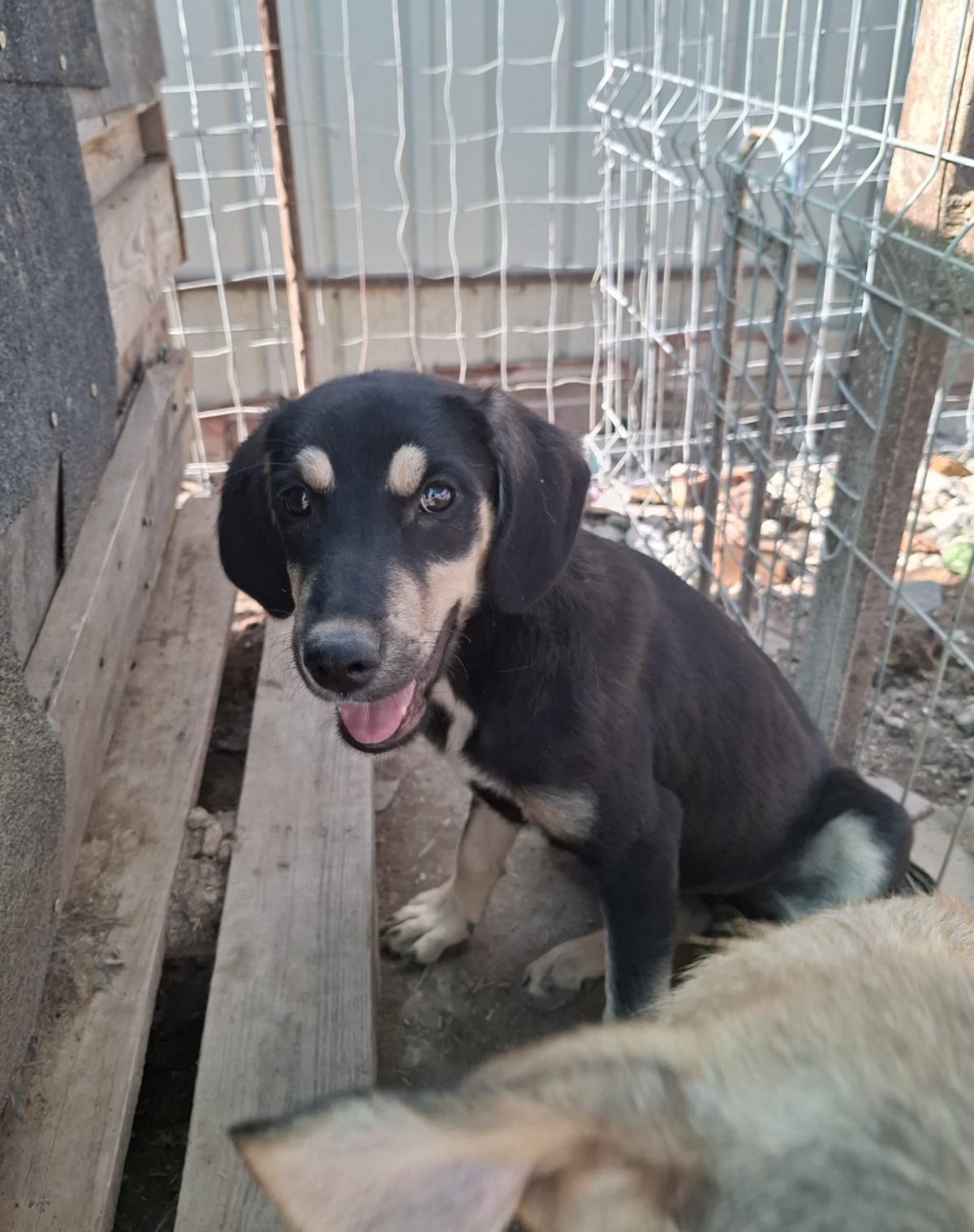 Adoption Indila