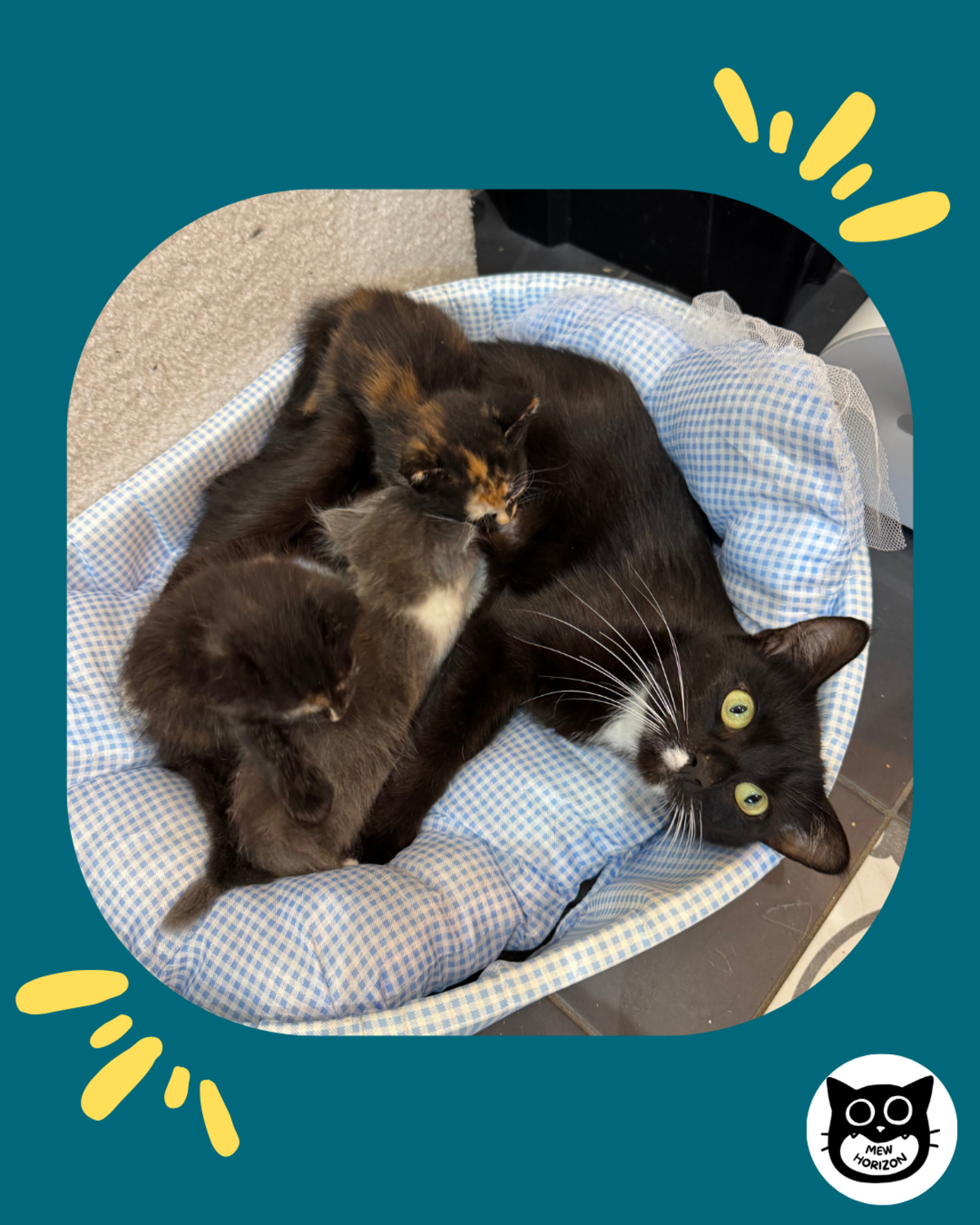 Adoption Aëline