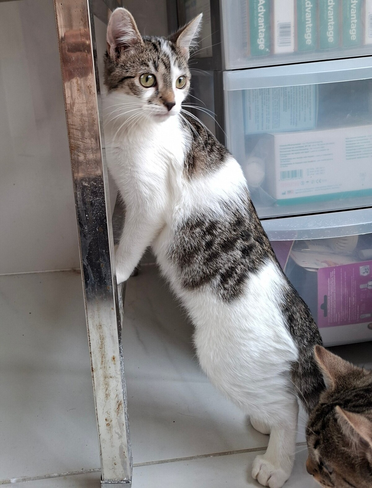 Adoption BLOSSOM