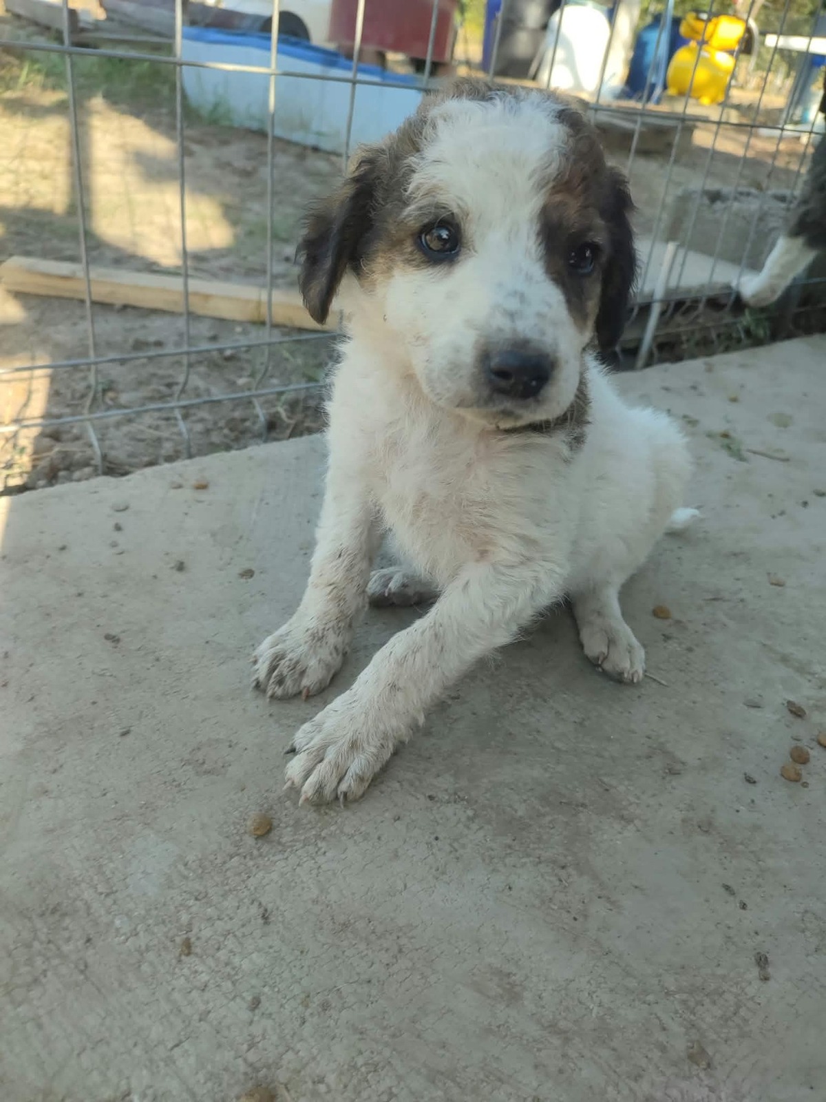 Adoption Chiots