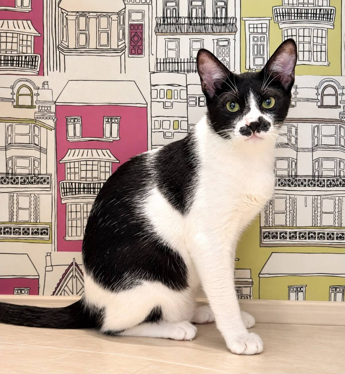 Adoption Pasha