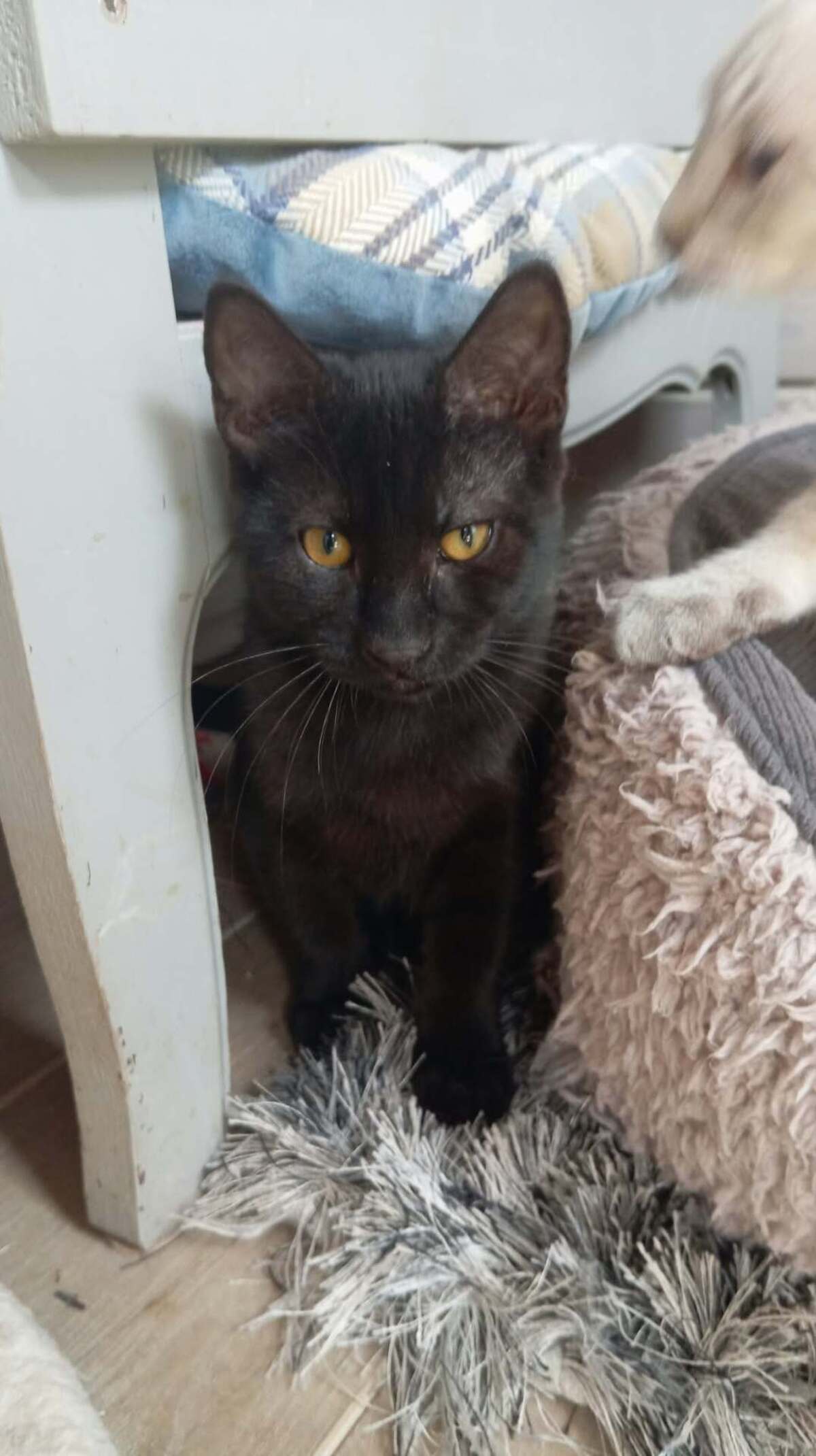 Adoption MILKSHAKE