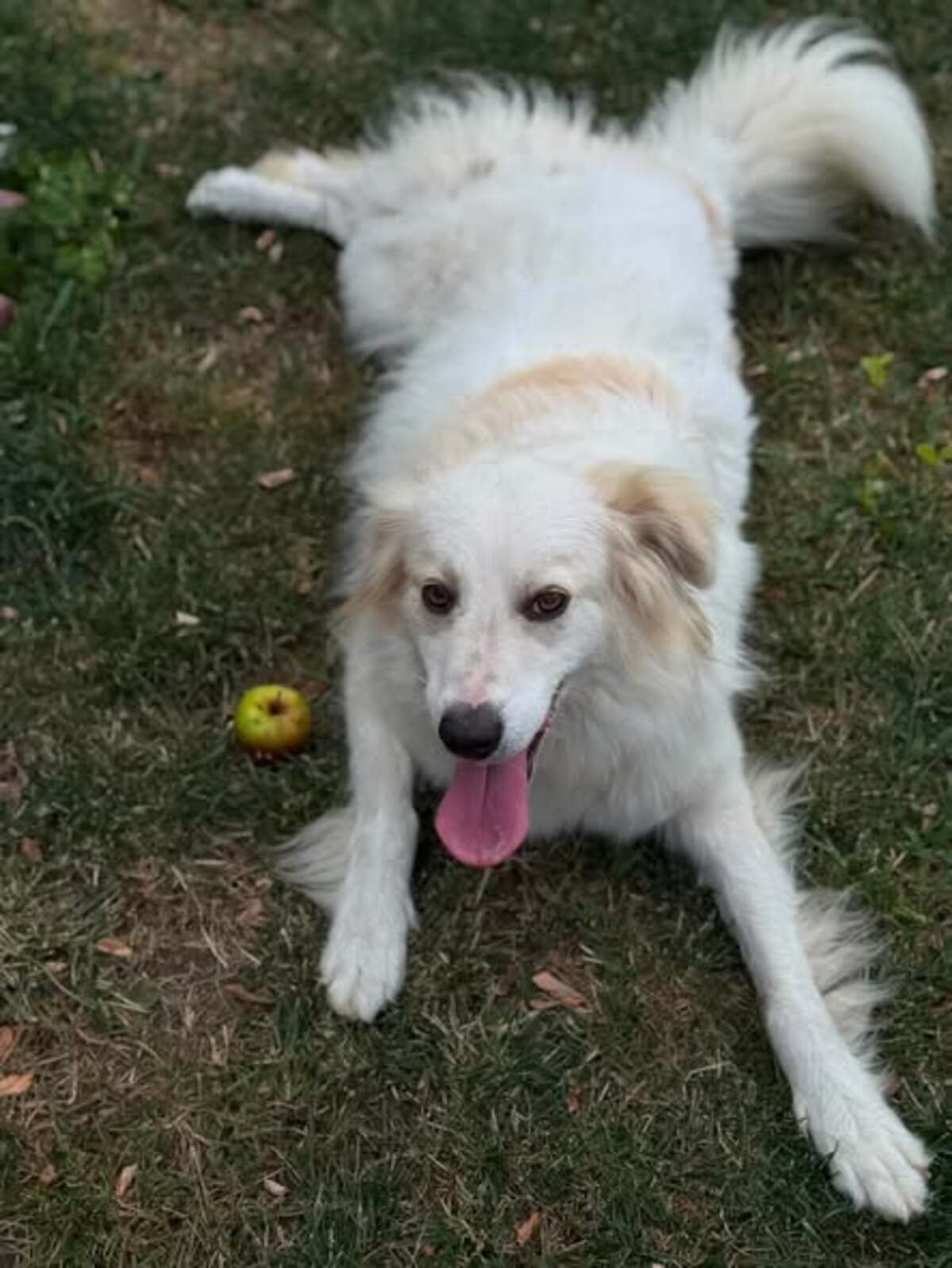 Adoption Eléa