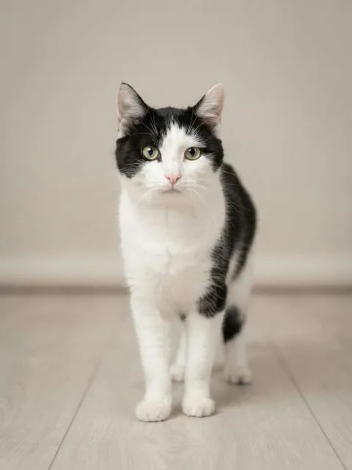 Adoption Felix