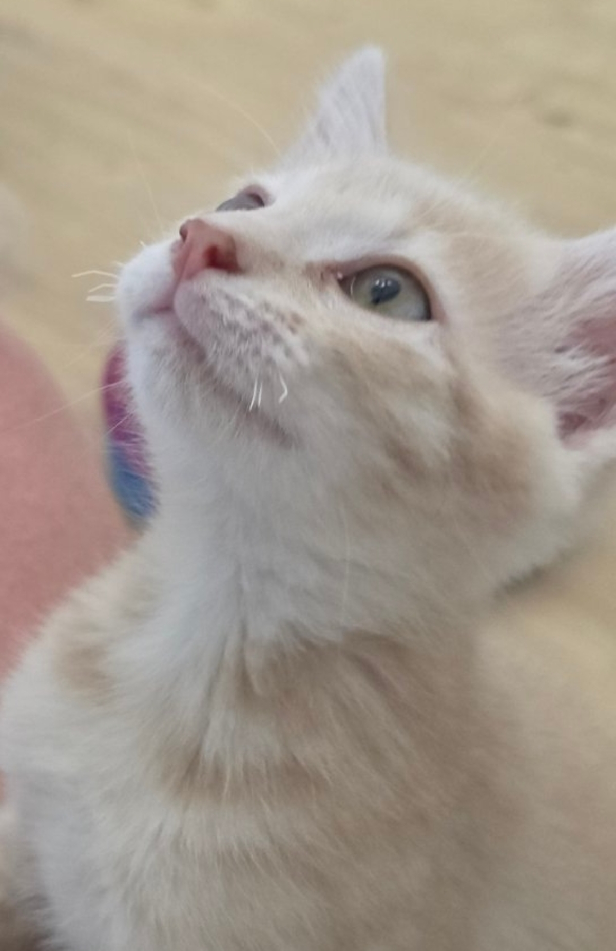 Adoption Mao