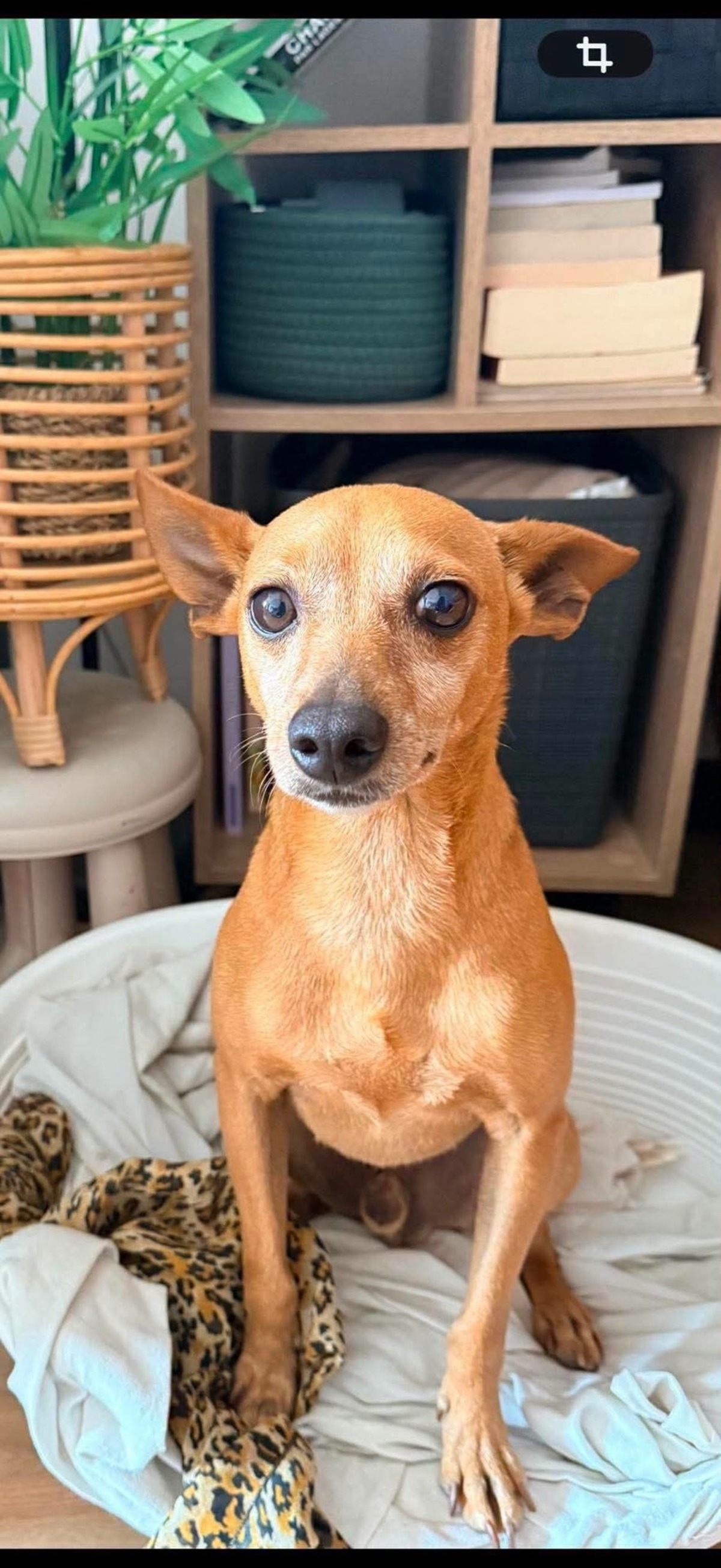 Adoption Peter
