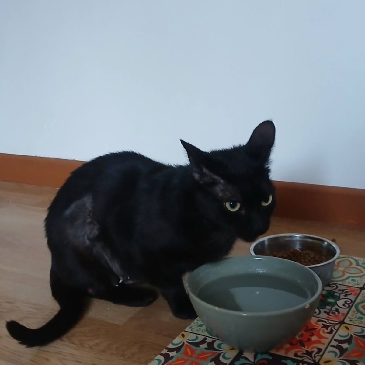 Adoption Sylvia