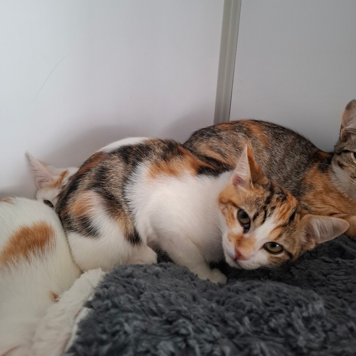 Adoption BELOTE