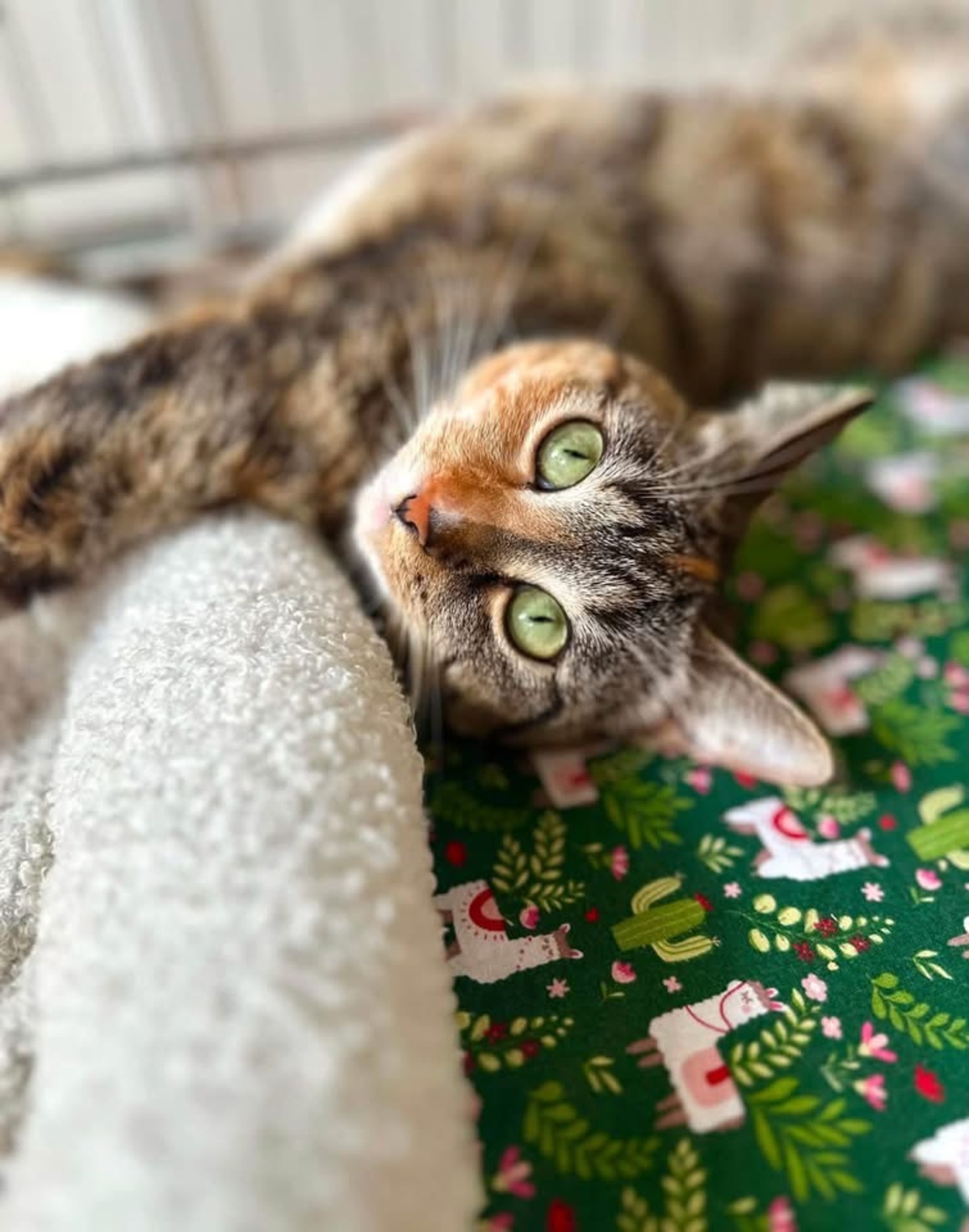 Adoption Bijou