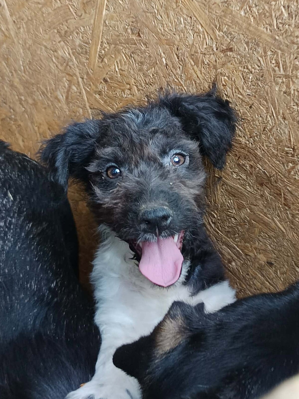 Adoption Smoothie
