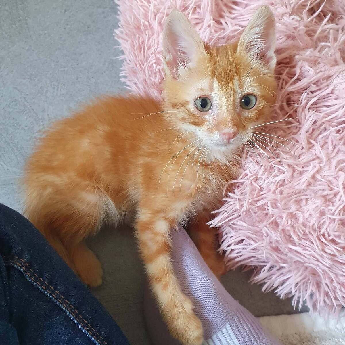 Adoption COOKIE