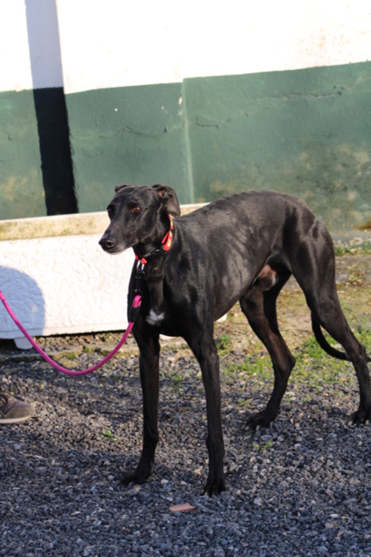 Adoption BOMBON