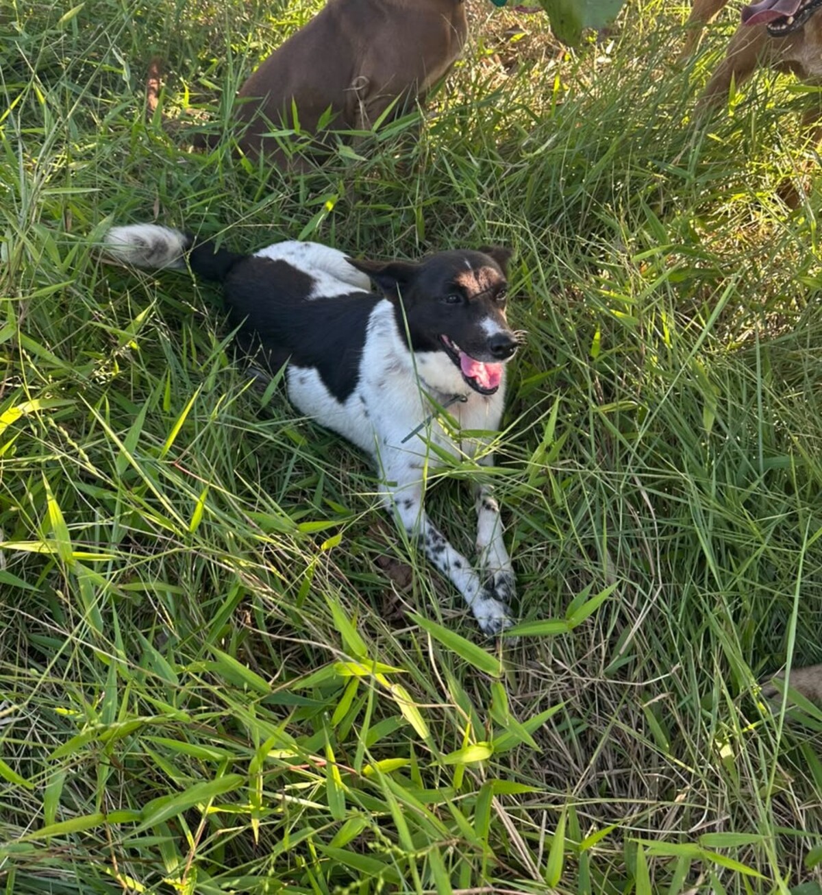 Adoption Enana