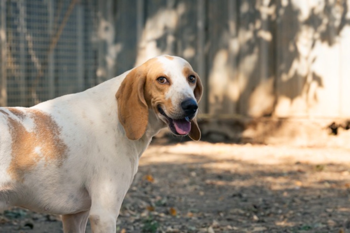 Adoption Lucky