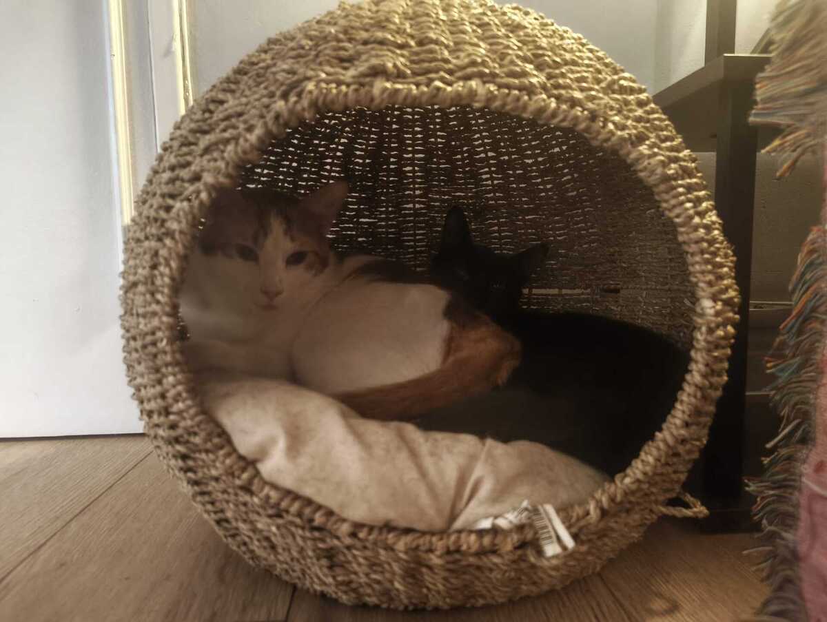 Adoption Rosso
