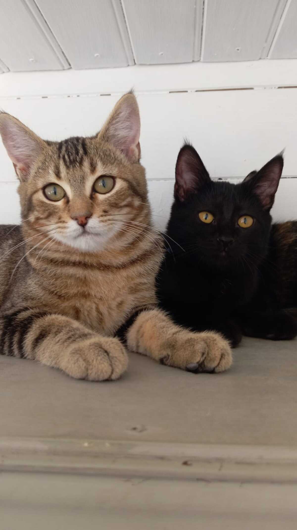 Adoption Calisson