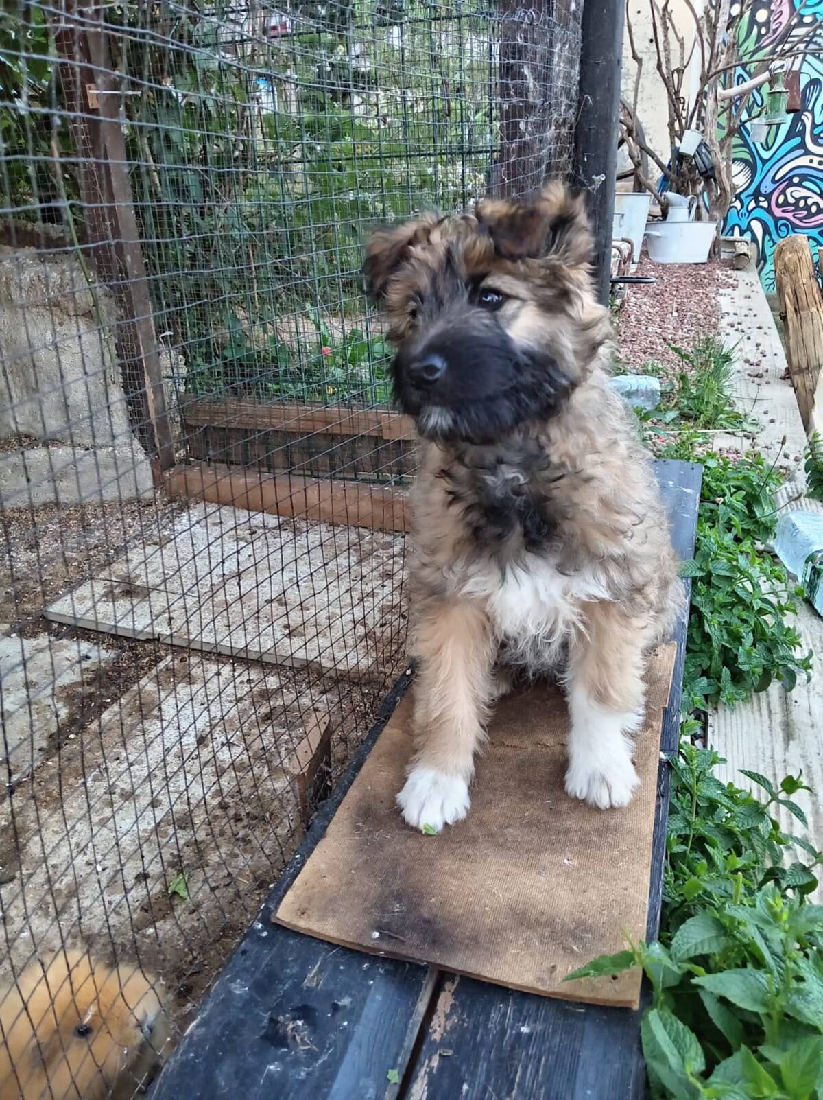 Adoption Mystie
