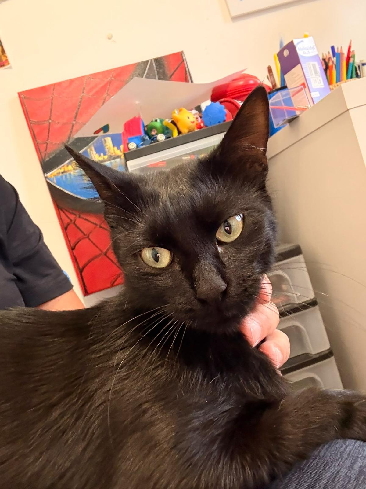 Adoption Suckie