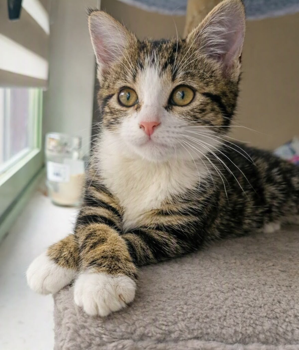 Adoption Bucky