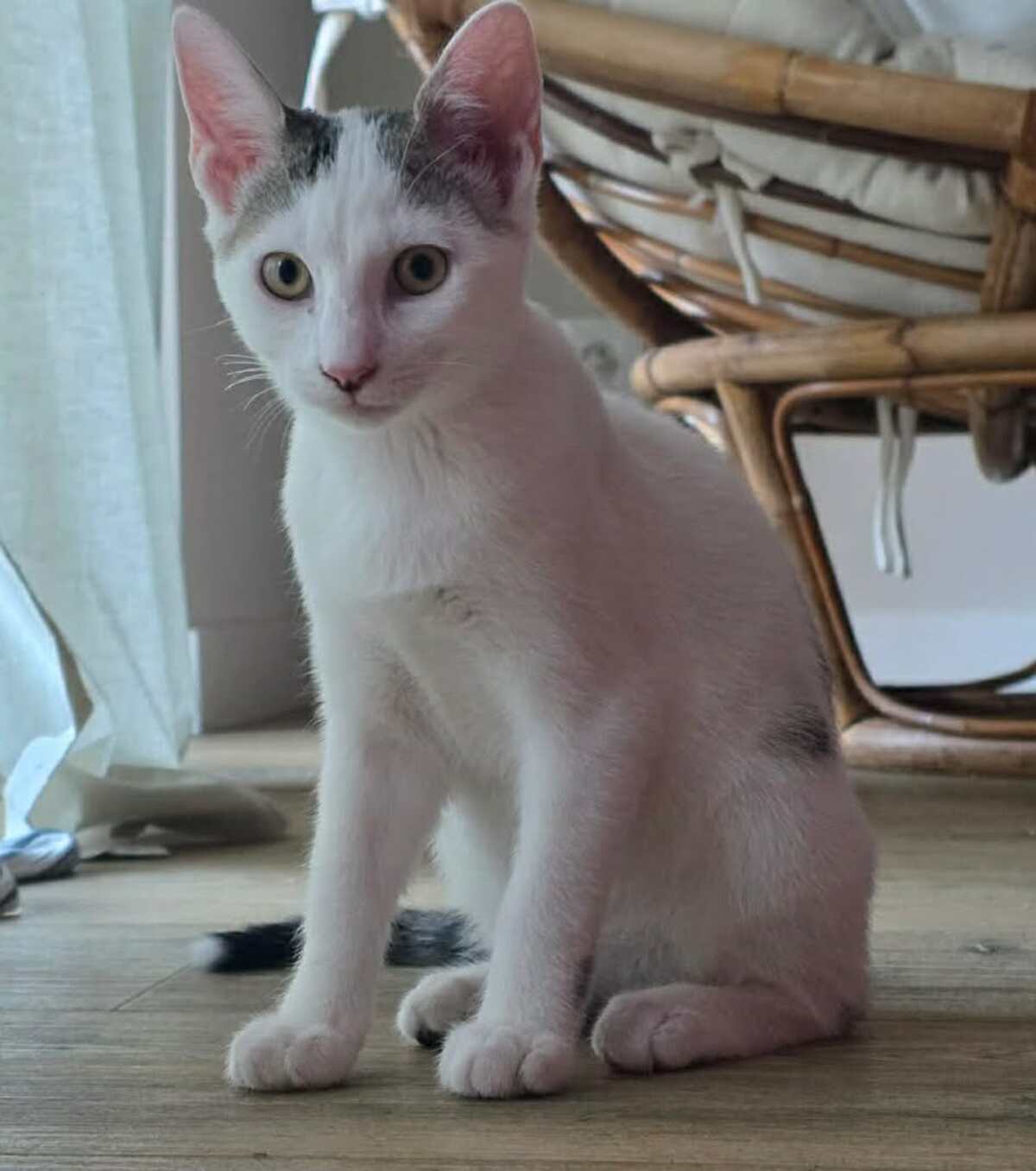 Adoption Undra