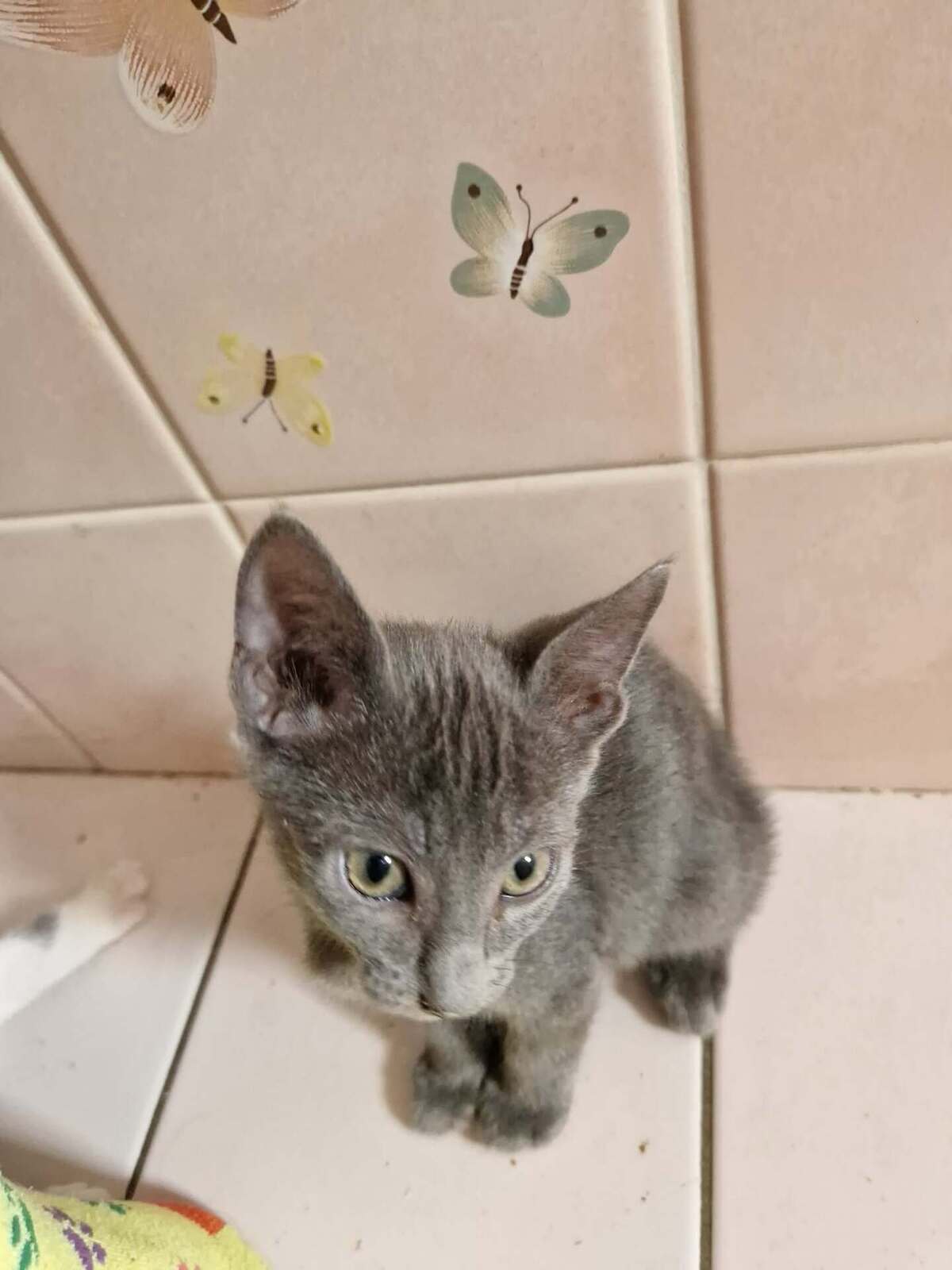 Adoption Isidore