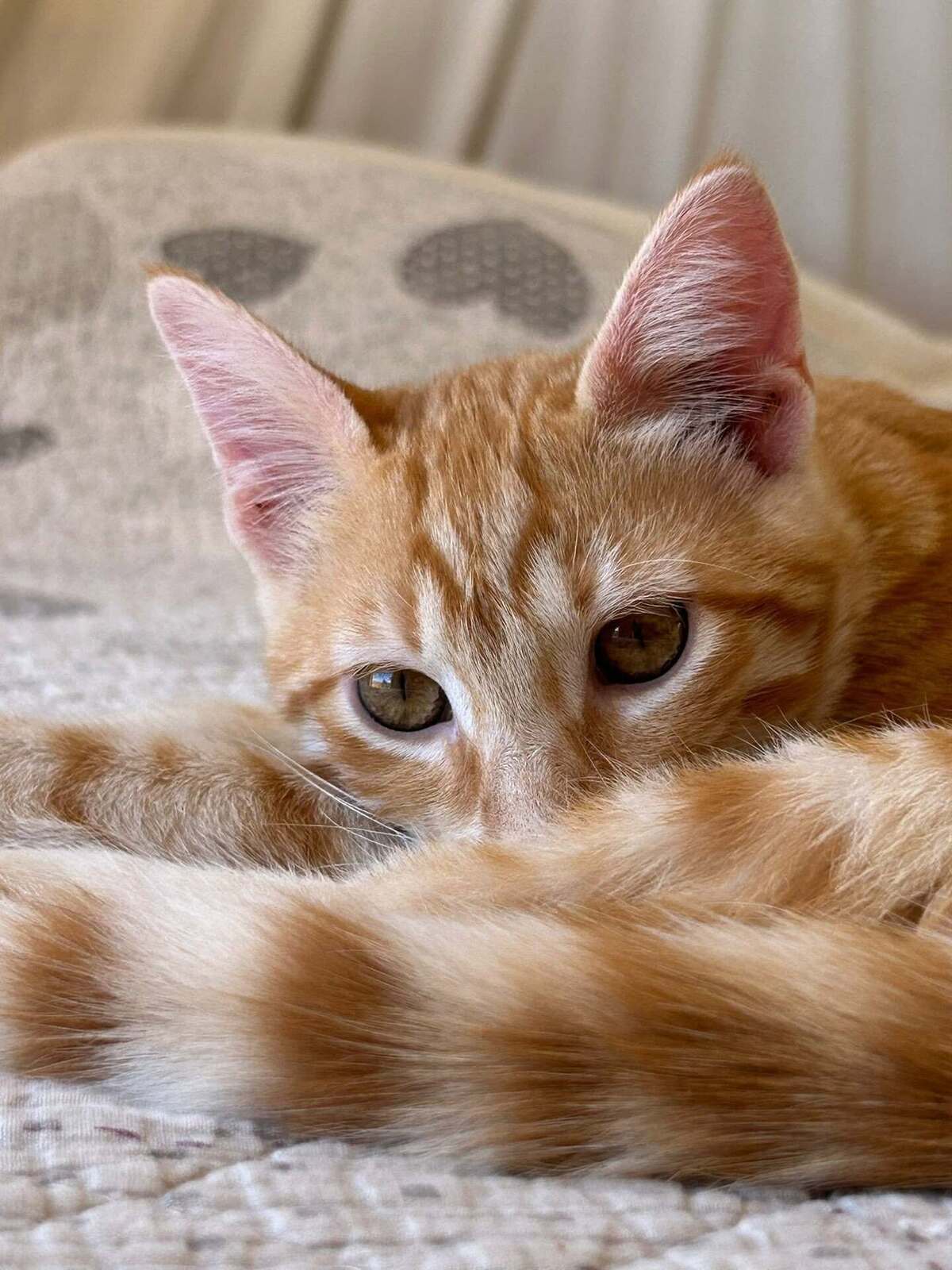 Adoption Theodore et Archibald