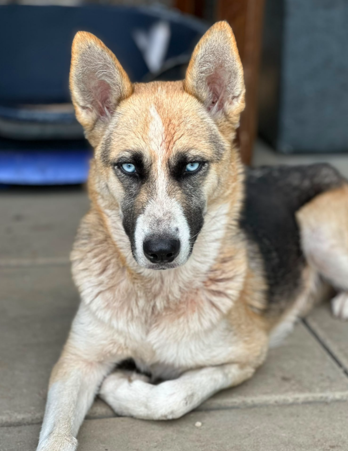 Adoption Zina