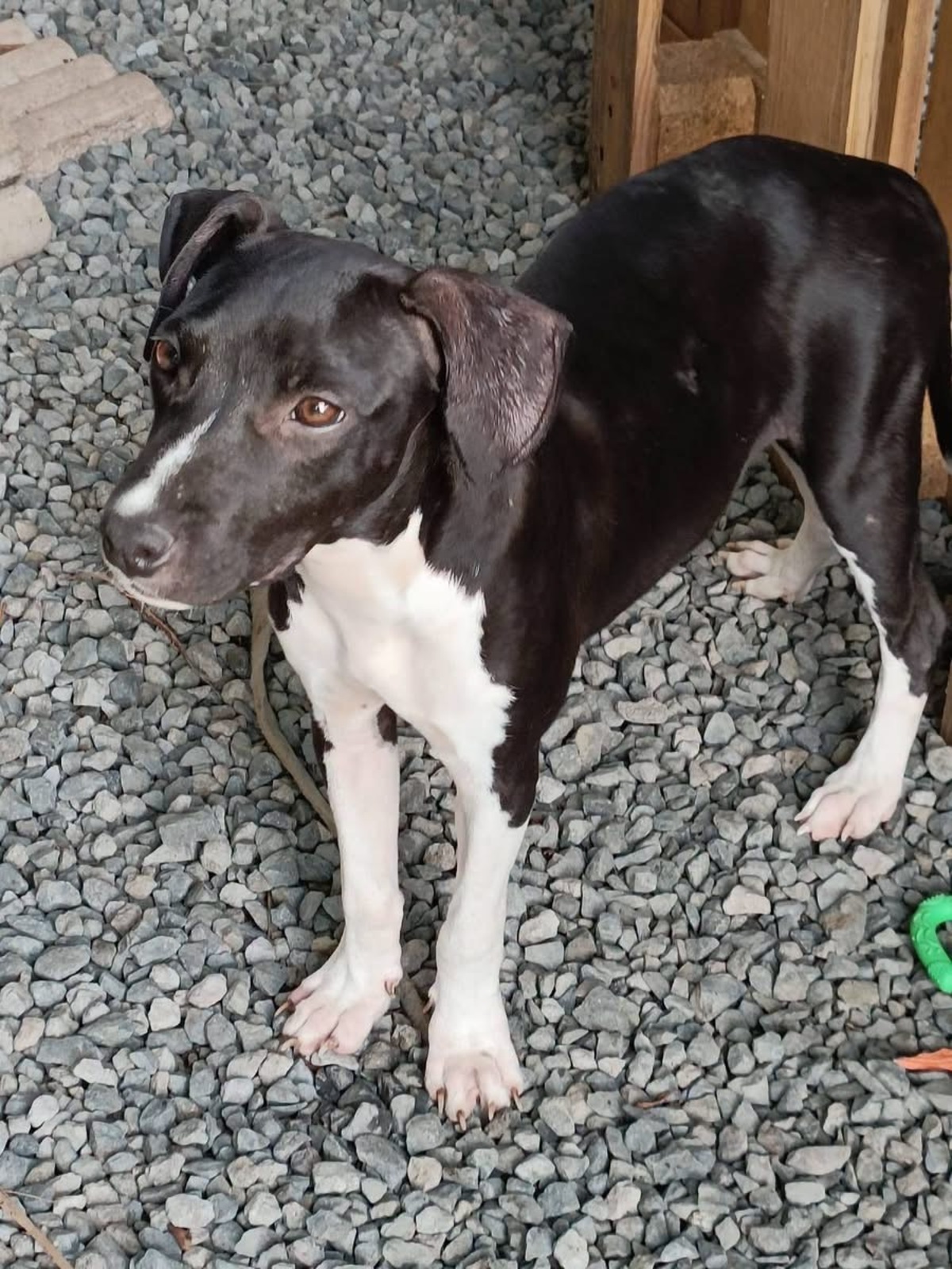 Adoption Bora