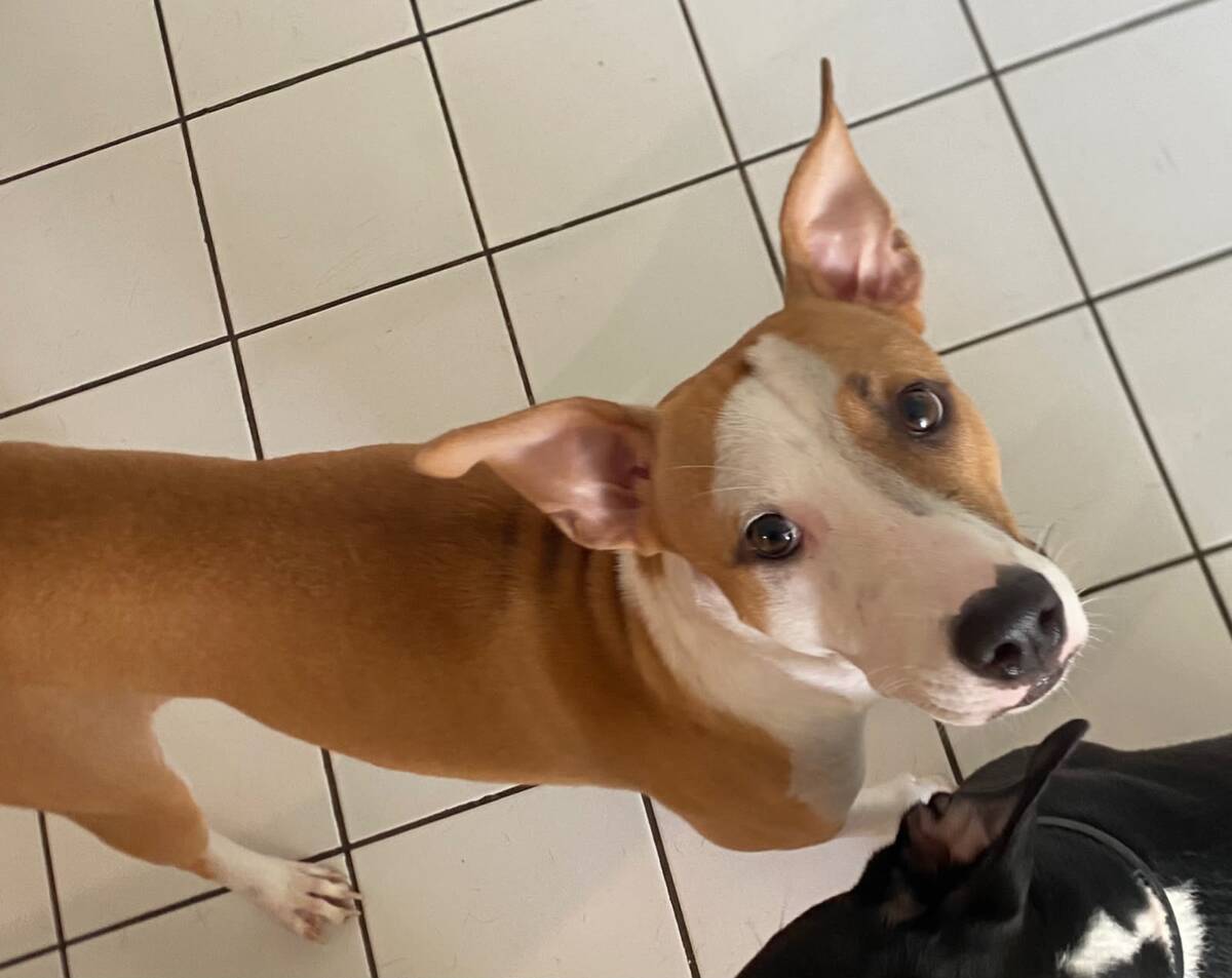Adoption Gypsie