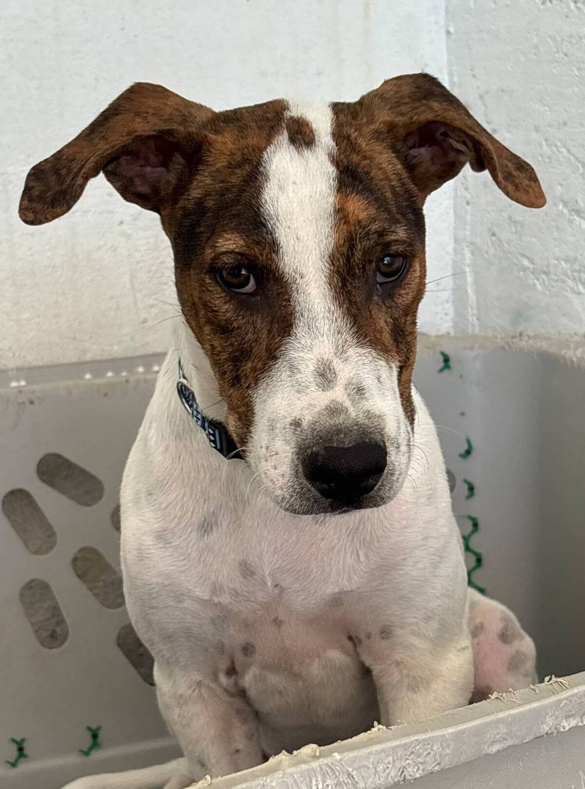 Adoption Jacinto